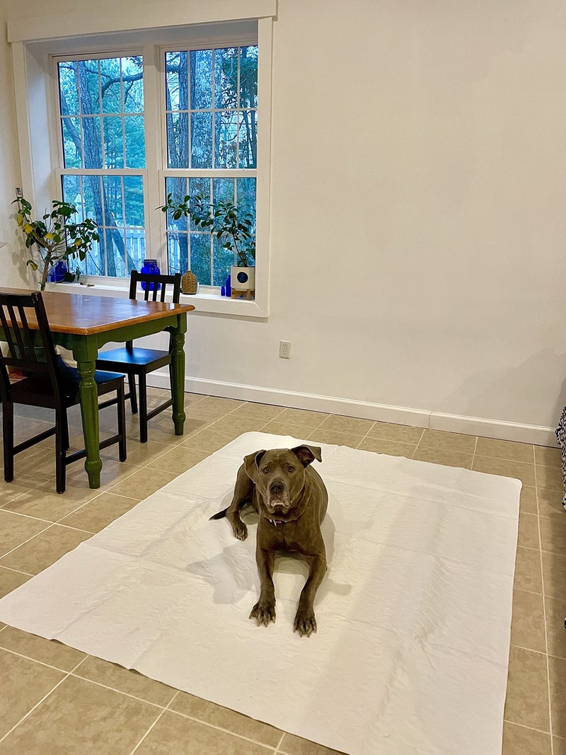 Midlee Washable Pad for Dogs 60" x 72" Pack of 3 - Image 3